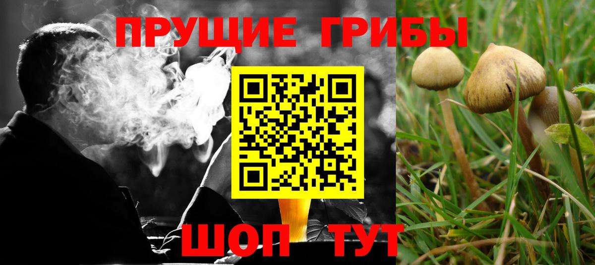 Бузулук  Псилоцибиновые грибы Psilocybine cubensis  Вход с VPN 